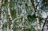 Kaboompics - Birch trees in a forest