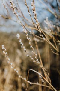 Kaboompics - Fresh spring catkin branches