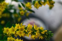 Kaboompics - Close up of yellow flowers