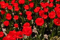 Kaboompics - Red tulips flowers