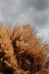 Pampas grass against the background of a cloudy sky