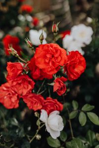 Kaboompics - Red rose