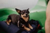 Kaboompics - Happy dog in a kayak