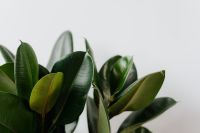 Kaboompics - Ficus Elastica Robusta