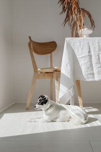 Kaboompics - Black and white dog - puppy