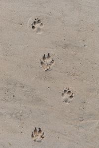 A dog's paw print in the sand