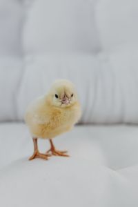 Kaboompics - Newborn little chicken