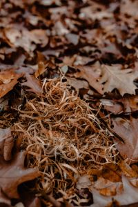 Kaboompics - Autumn leaves & sawdust - shades of brown