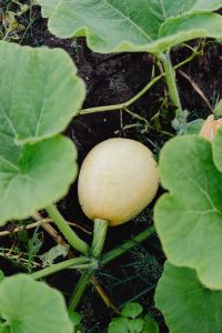 Kaboompics - Small white pumpkins grow in the garden