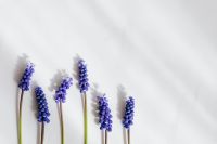 Kaboompics - Grape hyacinth flower - Muscari