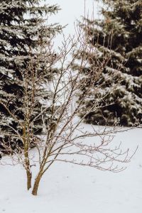 Kaboompics - Branches covered with fresh snow // Magnolia, Coniferous Tree
