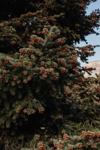 Kaboompics - Coniferous tree