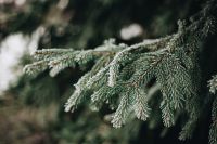 Kaboompics - Frozen Spruce