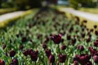 Kaboompics - Black tulips