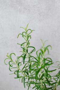Kaboompics - Rosemary in a pot