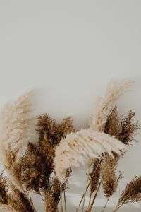 Kaboompics - Pampas Grass In A Vase