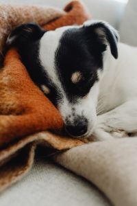 Kaboompics - Black and white dog - puppy - sleeping
