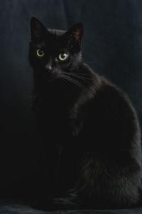 Kaboompics - Portrait of black cat