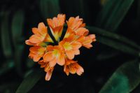 Kaboompics - Tropical flower