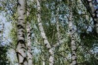 Kaboompics - Birch trees in a forest