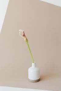 Kaboompics - Zantedeschia - arum lily - calla