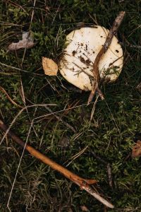 Mushroom - moss