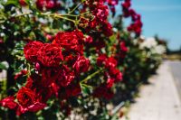 Kaboompics - Roses of Bulgaria