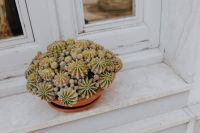 A cactus in a pot on a window sill