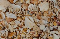 Kaboompics - Sea shells on the beach, Algarve, Portugal