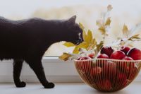 Red apples, golden oak leaves and black cat