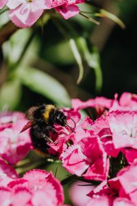 Kaboompics - Bumblebee
