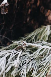 Kaboompics - Winter freeze