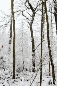 Kaboompics - Winter in the forest - frosted trees