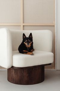 Wooden side table with marble top - bright ceramic vases - upholstered armchair - dog - pet - animal