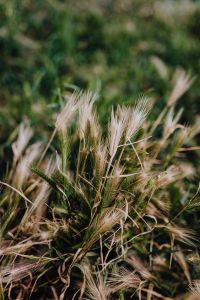 Kaboompics - Grass