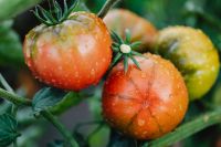 Kaboompics - A large red tomato grows on the plant