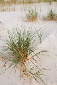 Grass on a beach