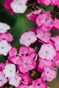 Kaboompics - Pink flowers
