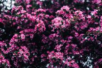 Kaboompics - Lovely pink flowers blooming from the tree branches