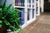 Kaboompics - Fern in a bookstore
