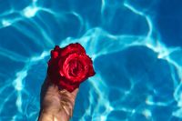 Kaboompics - Hand & fresh garden rose on the blue water of a swimming pool