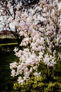 Kaboompics - Magnolia tree in bloom