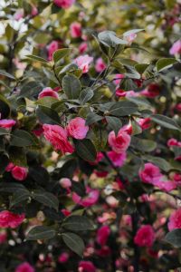 Kaboompics - A beautiful blooming rose in Madrid Botanic Garden