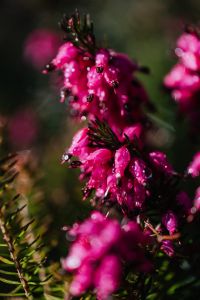 Kaboompics - Spring heath
