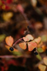 Kaboompics - Forest fruit - autumn leaves
