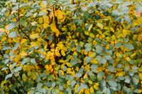 Kaboompics - Yellow leaves