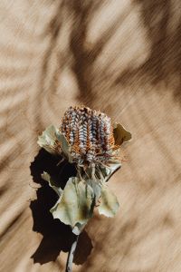 Kaboompics - Dried flower
