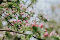 A blooming apple trees in spring