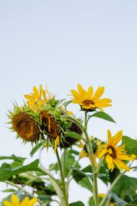 Kaboompics - Sunflower