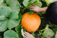 Kaboompics - A large orange pumpkin grows in the garden